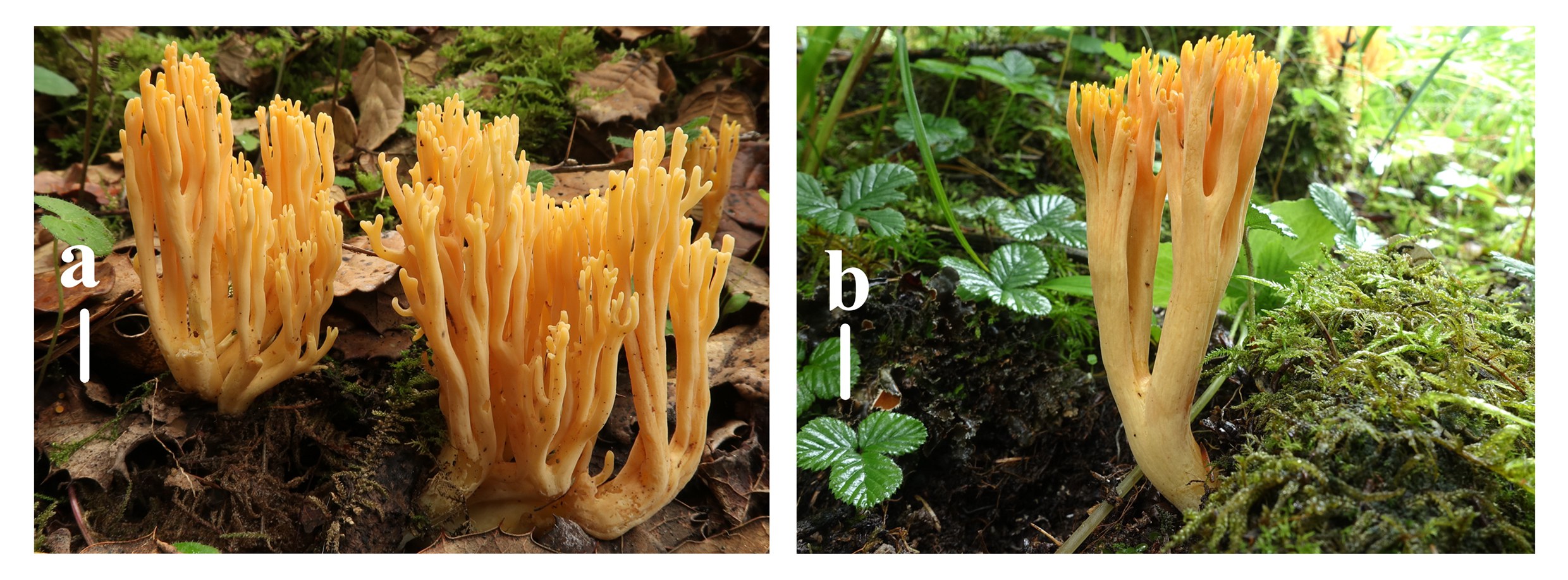 Figure 25
